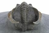 Gorgeous Scotoharpes Trilobite - Orange Headshield #310136-4